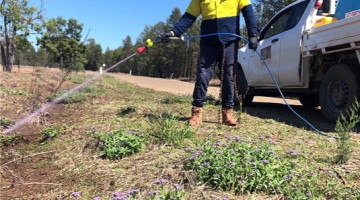 Council’s Biosecurity Team at work